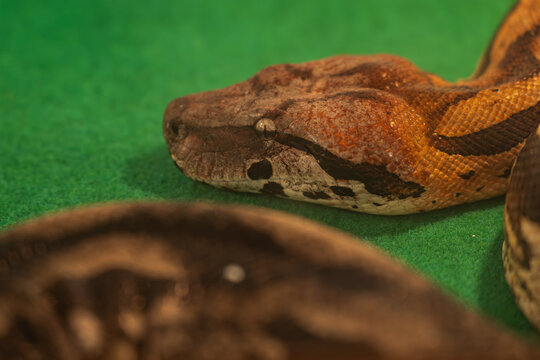 A close-up of the head of a Madagascar ground boa (Acrantophis madagascariensis) on a green carpet.
