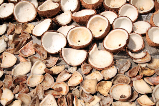 Copra - opened coconuts drying in the sun in the Philippines
