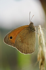 Obraz premium A Small Heath butterfly (Coenonympha pamphilus) sitting on a plant stem outdoors in nature. 