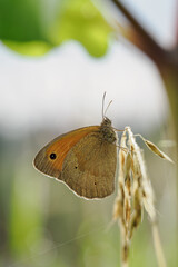 A Small Heath butterfly (Coenonympha pamphilus) sitting on a plant stem outdoors in nature.
