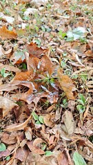 Wet autumn leaves lie scattered on the ground after rain, with a large maple leaf collecting water in its center