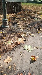 Autumn leaves scattered on a park path near a bench and tree trunk in warm sunlight