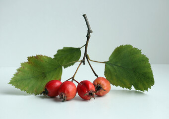Autumn hawthorn branch with leaves and ripe berries on a light background. Selective soft focus.