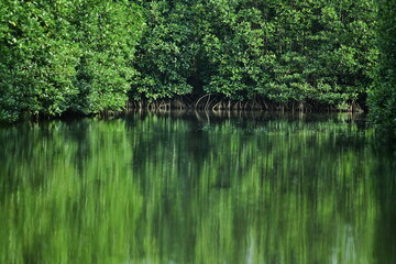 The mangrove trees grow lushly trees grow lushly