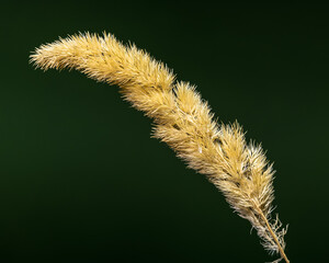 Single Dried Golden Grass Plume on a Dark Background