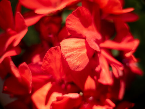 Close up of vibrant red geranium petals in sunlight with soft focus background - Powered by Adobe
