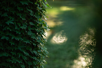Drzewo porośnięte bluszczem w parku w Goczałkowice Zdrój, Polska. 