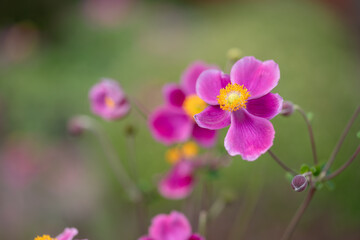 R&oacute;żowe kwiaty anemone w ogrodzie, tło.