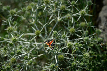 Scarlet tiger moth outdoors on a round green flower.