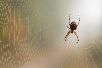 Duży pająk na pajęczynmie w lesie.  © Elżbieta Kaps