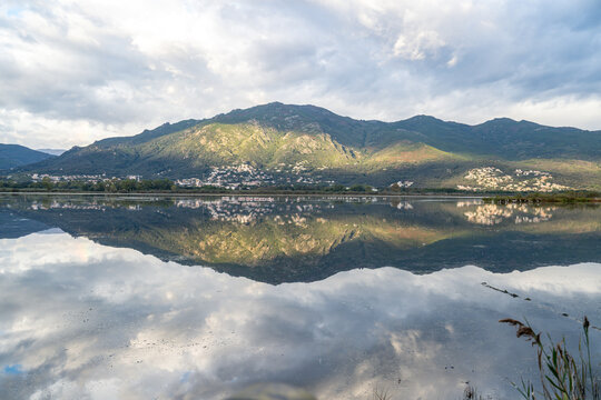 Flamingoes at dawn pastel colors in middle of water pond Biguglia in Corsica near Bastia Tall grasses on the background