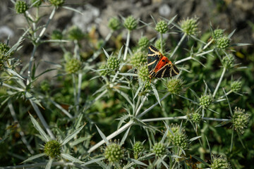 Scarlet tiger moth outdoors on a round green flower.