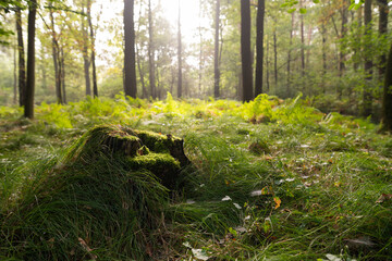 Leśny krajobraz wczesną jesienią, Śląsk Goczałkowice. © Elżbieta Kaps