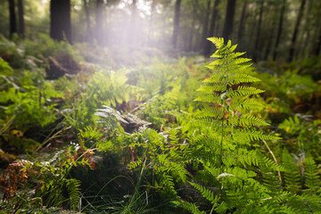 Leśny krajobraz wczesną jesienią, Śląsk Goczałkowice. © Elżbieta Kaps