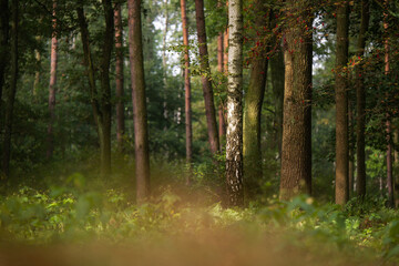 Leśny krajobraz wczesną jesienią, Śląsk Goczałkowice. © Elżbieta Kaps