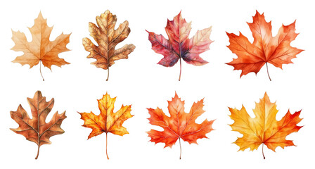Fototapeta premium Colorful autumn leaves illustration