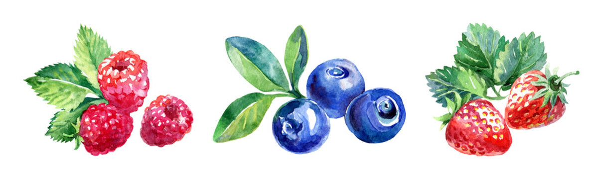 Raspberries, blueberries, strawberries. Hand drawn watercolor painting isolated illustration of berries