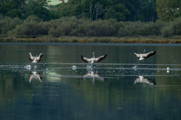 flying Flamingo at dawn pastel colors in middle of water pond Biguglia Corsica near Bastia Tall grasses on background