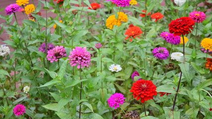 Fototapeta premium 花畑 ジニア ヒャクニチソウ