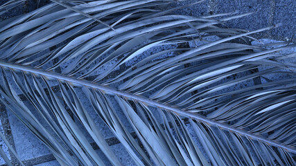 Obraz premium カナリーヤシの枯れ葉