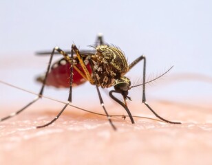 Close-up of a mosquito feeding on human skin (2)