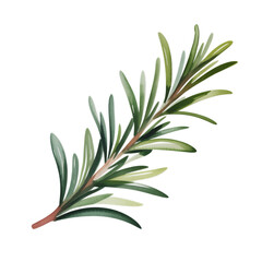 Fototapeta premium rosemary in watercolor style isolated on white background