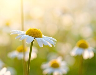 Delicate daisy in golden sunlight