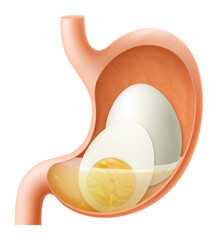 Human Stomach with egg. The stomach digests boiled chicken egg. A stomach filled with healthy food. Proper nutrition. Realistic 3d Vector illustration. Food digestion process illustration