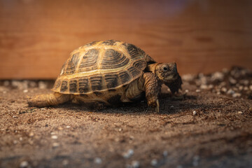 Spur-thighed tortoise kept in a terrarium.

