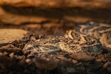 Close-up of the head of a venomous saw-scaled viper.
