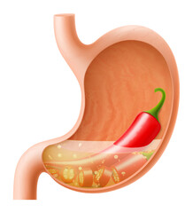 Human Stomach with chili pepper. The stomach digests chili pepper. A stomach filled with wholesome food. Proper nutrition. Realistic 3d Vector illustration. Food digestion process illustration
