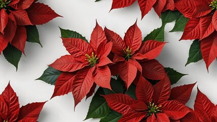 Vibrant Poinsettia Blooms