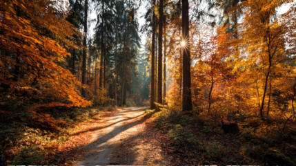 Sunlight path through autumn forest with golden trees isolated on white background