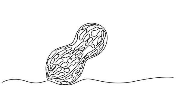 Peanut continuous one line drawing animation, Animated self drawing of continuous line draw one whole healthy hot roasted organic peanut for farm logo identity. Fresh yummy groundnut concept.