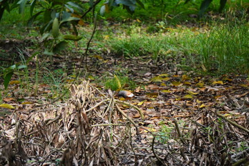 Rufous Treepie perched on dried plant debris amid emerging greenery