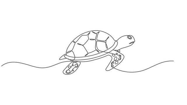 Self drawing animation with one continuous line draw, sea turtle, terrapin, tortoise, Animated self drawing of one continuous line draw wild sea turtle for water aquatic park logo. Cute ocean reptile 