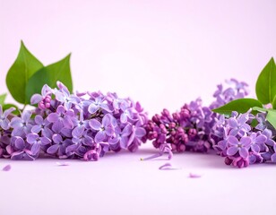 Delicate lilac blossoms on a pastel background
