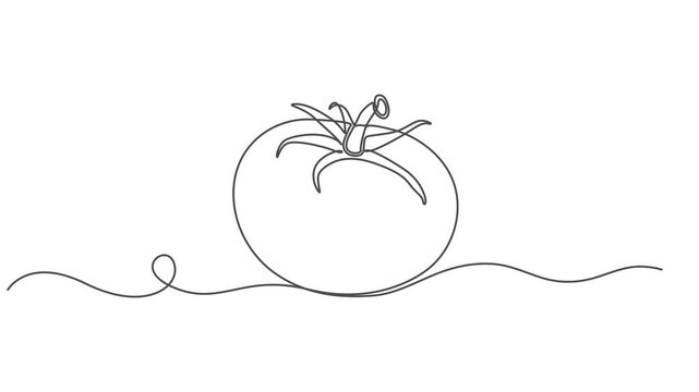 tomato continuous one line drawing animation, Animated self drawing of continuous line draw half sliced healthy organic tomato for farming logo identity. Fresh tropical vegetable concept for veggie