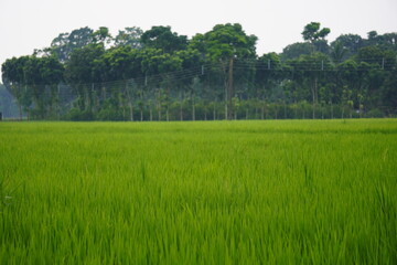 Obraz premium Emerald rice fields meet verdant forest boundary in serene countryside panorama
