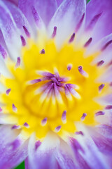 Beautiful close-up of a purple water lily with vibrant yellow center, surrounded by green leaves in...