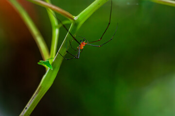 Macro Close-up of a Long-Legged Spider with an Orange Head, Brightly Colored Spider Hanging from a Plant
