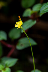 Tiny Wildflower and Stem on a Mossy Rock Against a Black Background, Minimalist Shot of a Small Plant with Seed Head