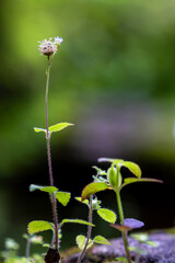 Tiny Wildflower and Stem on a Mossy Rock Against a Black Background, Minimalist Shot of a Small Plant with Seed Head