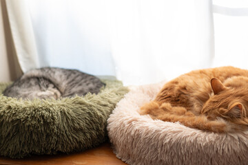 窓辺で眠る二匹の猫	