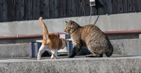 路上であいさつをする二匹の猫	