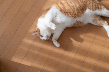 床に寝そべってくつろぐ可愛い猫　茶トラ白	