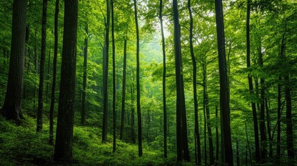Obraz premium Lush green forest, sunlight dappled through tall trees