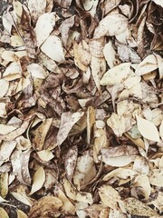 Close-Up of Fallen Autumn Leaves on Ground
