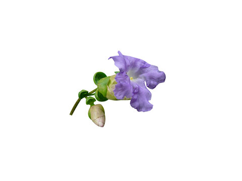 Carvia callosa or maruadona flowers isolated on a white background
