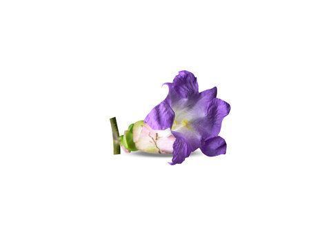 Carvia callosa or maruadona flowers isolated on a white background